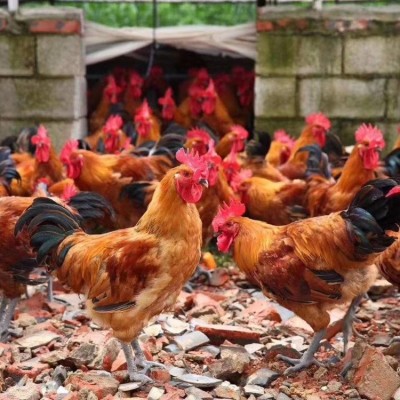 青脚麻鸡苗 新广青脚麻鸡苗 温氏青脚麻鸡苗 天府麻鸡苗批发图5