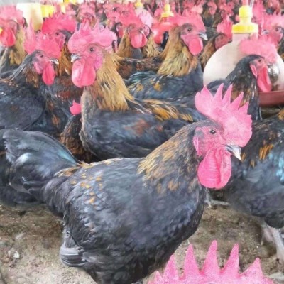 新疆天露黑鸡苗的价钱 天露黑鸡苗价格 天露黑五号鸡苗批发图2