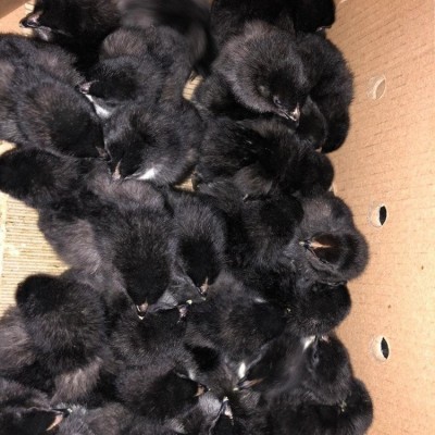 新疆天露黑鸡苗的价钱 天露黑鸡苗价格 天露黑五号鸡苗批发图3