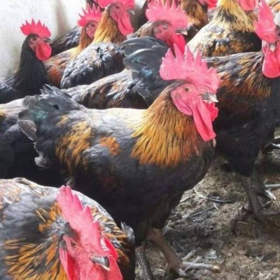 新疆天露黑鸡苗的价钱 天露黑鸡苗价格 天露黑五号鸡苗批发图4