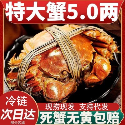 批发现货鲜活水产大闸蟹10只公蟹5两母蟹4两螃蟹湖蟹团购礼盒送礼图2