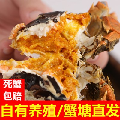 大闸蟹团购现货鲜活螃蟹公母蟹礼盒批发代发冷链包邮现捞现发送礼图3