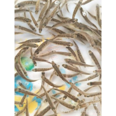 批量供应 山东 海鲈苗 成活率高 生长速度快 空运全国图3