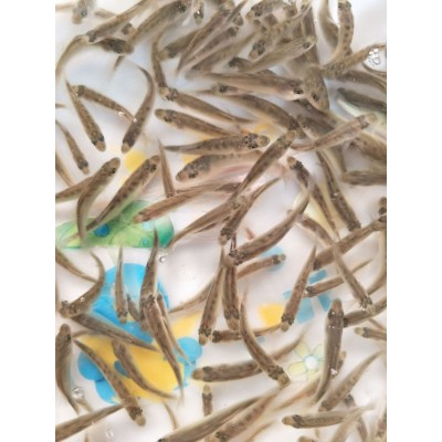 批量供应 山东 海鲈苗 成活率高 生长速度快 空运全国图4