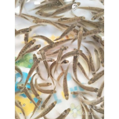 批量供应 山东 海鲈苗 成活率高 生长速度快 空运全国图5