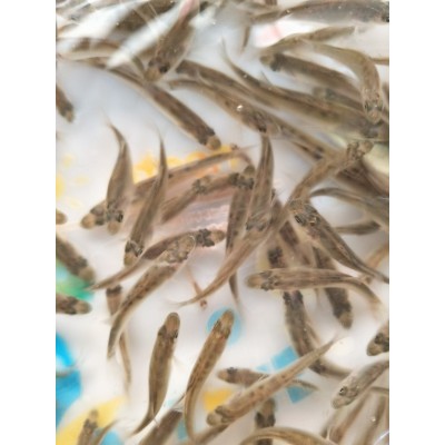 大量批发 白蕉鲈鱼苗 成活率高 生长速度快 空运全国图3