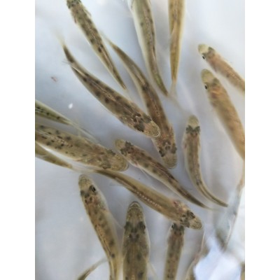 大量批发 白蕉鲈鱼苗 成活率高 生长速度快 空运全国图4