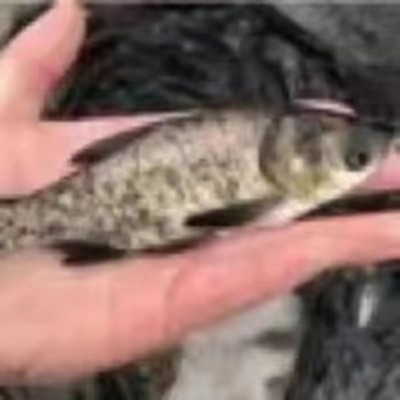 鱼苗鲫鱼中科三号银鲫体质强壮皮肤光亮场家直销物美价廉包送到图4