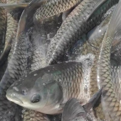 鱼苗鲫鱼中科三号银鲫体质强壮皮肤光亮场家直销物美价廉包送到图5