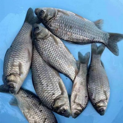 花鲢胖头大头鱼优良品种黑花鲢鱼苗体质好皮毛亮丽场家优惠促销图3