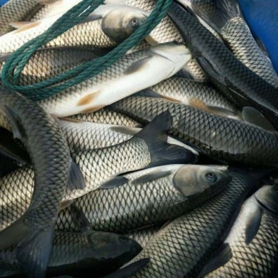 花鲢胖头大头鱼优良品种黑花鲢鱼苗体质好皮毛亮丽场家优惠促销图2