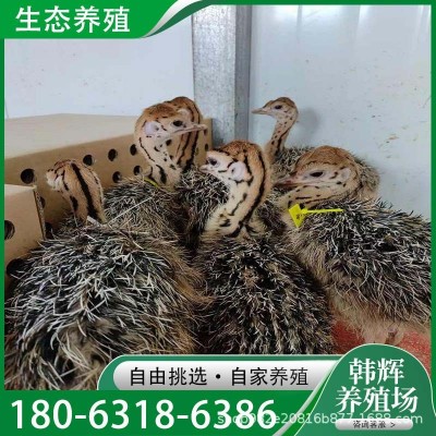 大量批发非洲鸵鸟苗鸵鸟幼苗青年鸵鸟正在下蛋的成年大鸵鸟养殖场图4