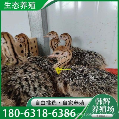 大量批发非洲鸵鸟苗鸵鸟幼苗青年鸵鸟正在下蛋的成年大鸵鸟养殖场图5