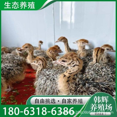 大量批发非洲鸵鸟苗鸵鸟幼苗青年鸵鸟正在下蛋的成年大鸵鸟养殖场图3