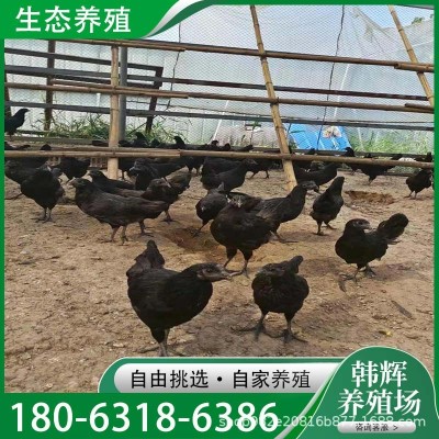 散养绿壳蛋五黑一绿活体鸡苗五黑绿壳蛋青年鸡养殖场出售活体五黑图4