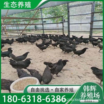 散养绿壳蛋五黑一绿活体鸡苗五黑绿壳蛋青年鸡养殖场出售活体五黑图5