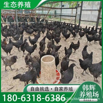 散养绿壳蛋五黑一绿活体鸡苗五黑绿壳蛋青年鸡养殖场出售活体五黑图2