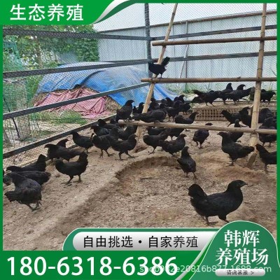 散养绿壳蛋五黑一绿活体鸡苗五黑绿壳蛋青年鸡养殖场出售活体五黑图3