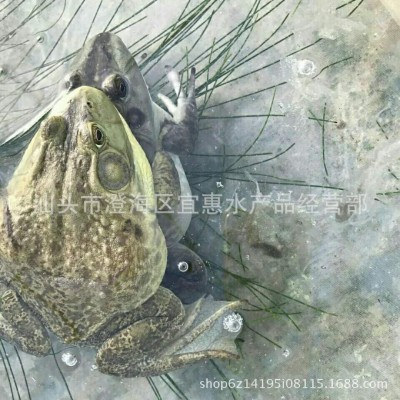 场地直产 牛蛙苗 四脚苗 运输 成活率高 量大价议 可代图4