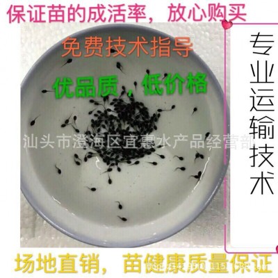 场地直产 牛蛙苗 四脚苗 运输 成活率高 量大价议 可代图3