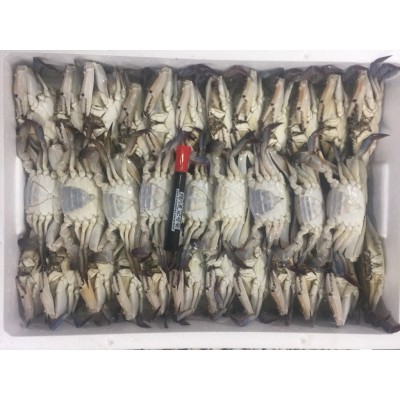 东山县福来食品 福来水产 源头好货 产地直销 梭子蟹图4