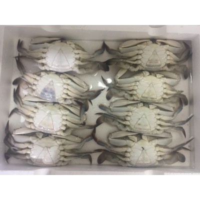 东山县福来食品 福来水产 源头好货 产地直销 梭子蟹图3