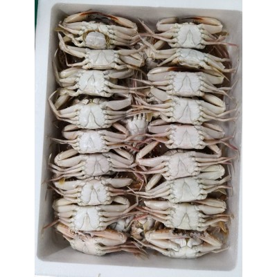 东山县福来食品 福来水产 源头好货 产地直销 冷冻水产 红蟹图3