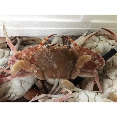 东山县福来食品 福来水产 源头好货 产地直销 冷冻水产 红蟹图4