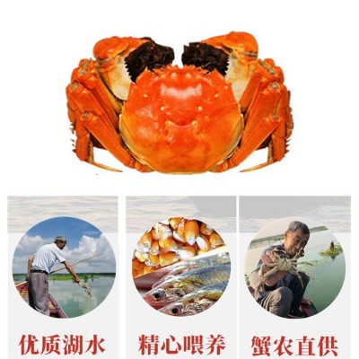 兴化鲜活大闸蟹九指螃蟹现货批发特大公母精品残蟹图3