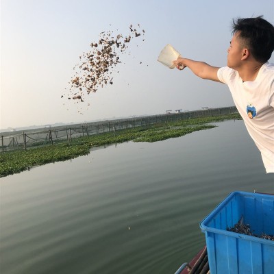 兴化鲜活大闸蟹九指螃蟹现货批发特大公母精品残蟹图4