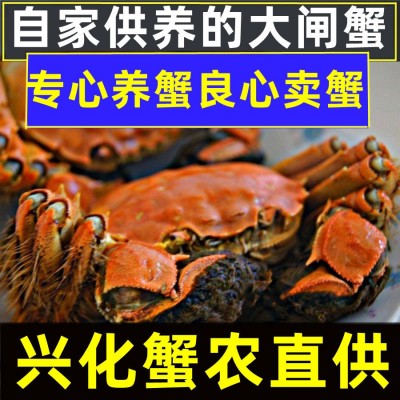 兴化鲜活大闸蟹九指螃蟹现货批发特大公母精品残蟹图2