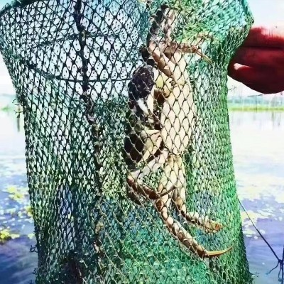 定制大闸蟹鲜活特大螃蟹淡水全公母蟹海鲜水产节日礼盒装送礼河蟹图4