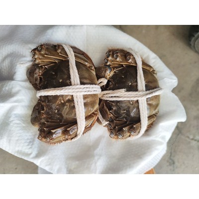 批发大闸蟹蟹卡 大闸蟹中秋礼盒 大闸蟹源头直发 苏州螃蟹 螃蟹团图3