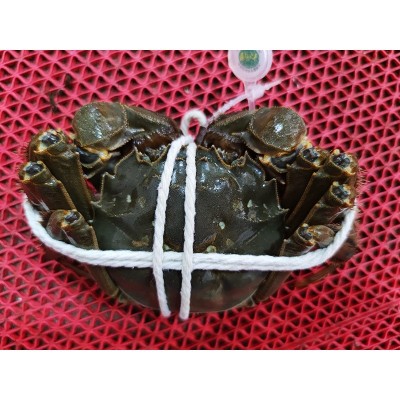 鲜活螃蟹现货蟹卡 大闸蟹企业团购 中秋佳礼 螃蟹礼盒 大闸蟹加盟图4