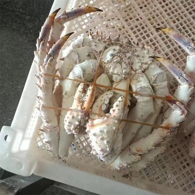 生冻整只雪蟹 帝王蟹家用商用称重冷冻整只雪蟹海鲜食品图5