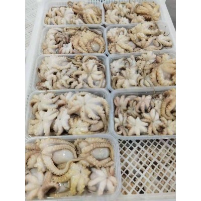 章鱼 八爪鱼 小章鱼花 盐磨 批发各大电商社区 平台 酒店餐厅图3