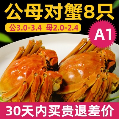特大现货公蟹母蟹4对8只礼盒装 清水大闸蟹鲜活螃蟹直播一件代发图4