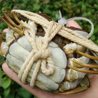 特大现货公蟹母蟹4对8只礼盒装 清水大闸蟹鲜活螃蟹直播一件代发图2