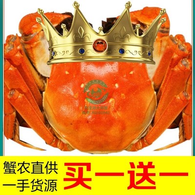 阳澄湖镇大闸蟹鲜活螃蟹 可代发 批发蟹卡礼券提货卡活蟹未开卡图2
