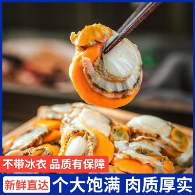 扇贝肉鲜活现剥大扇贝肉带黄无沙鲜冻源头工厂加工电商代发150g图3