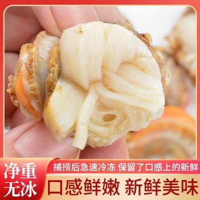 扇贝肉鲜活现剥大扇贝肉带黄无沙鲜冻源头工厂加工电商代发150g图5