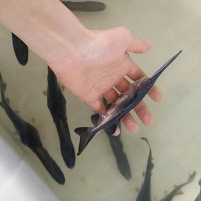 鸭嘴鱼苗鸭嘴鲟鱼苗匙吻鲟鱼苗水产养殖鱼苗成活率高图5