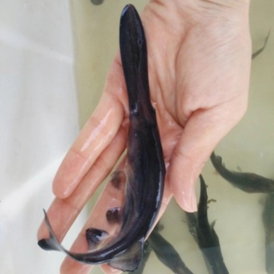 鸭嘴鱼苗鸭嘴鲟鱼苗匙吻鲟鱼苗水产养殖鱼苗成活率高图4