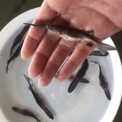 鸭嘴鱼苗鸭嘴鲟鱼苗匙吻鲟鱼苗水产养殖鱼苗成活率高图3