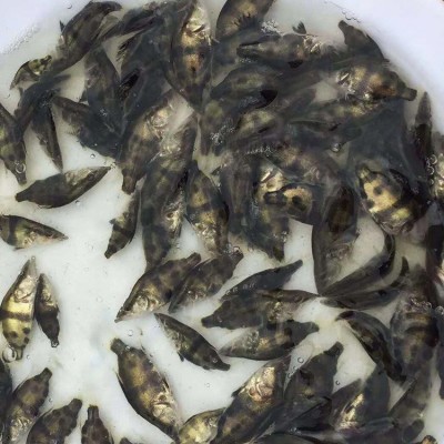 现货批发桂花鱼苗水产养殖桂花鱼鳜鱼幼苗欢迎咨询订购图3