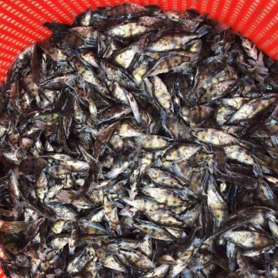 现货批发桂花鱼苗水产养殖桂花鱼鳜鱼幼苗欢迎咨询订购图5