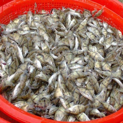 现货批发桂花鱼苗水产养殖桂花鱼鳜鱼幼苗欢迎咨询订购图4