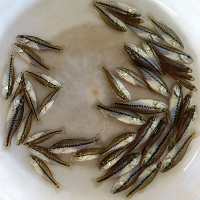 厂家现货供应鲈鱼加州鲈鱼水产养殖淡水鲈鱼苗大量供应批发图4