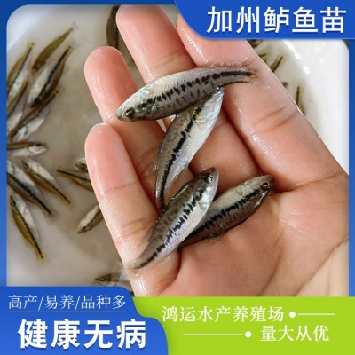 厂家现货供应鲈鱼加州鲈鱼水产养殖淡水鲈鱼苗大量供应批发