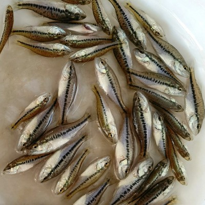 厂家现货供应鲈鱼加州鲈鱼水产养殖淡水鲈鱼苗大量供应批发图3